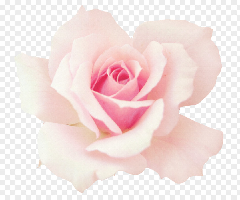 Rose Pink Flowers Desktop Wallpaper Image PNG
