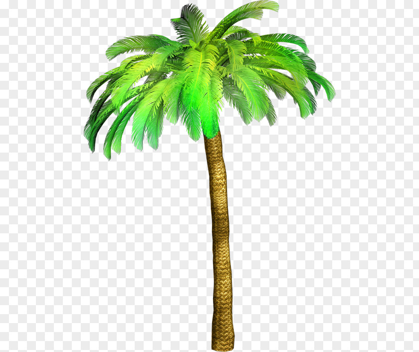 Tree Arecaceae Clip Art PNG