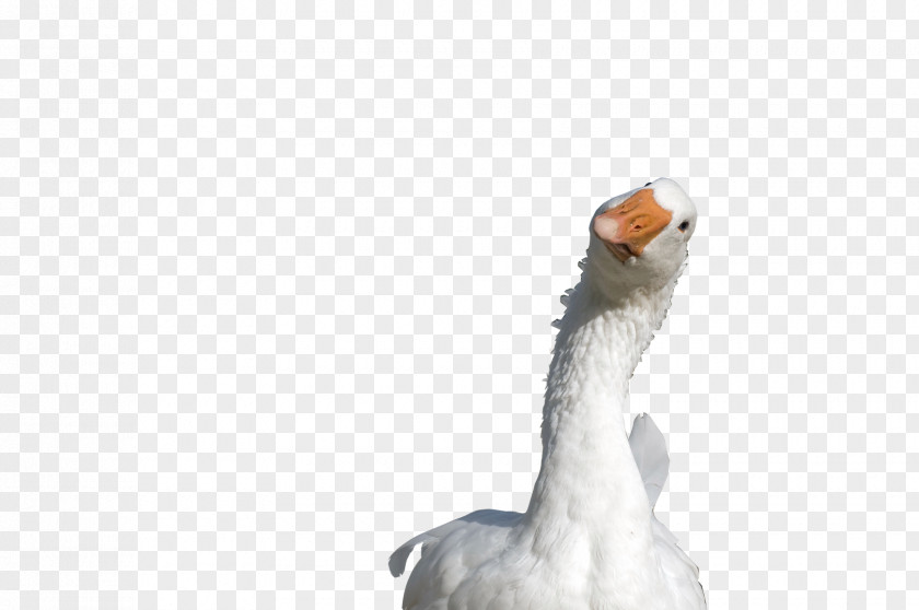Goose Roast Duck Ganso Anjou PNG