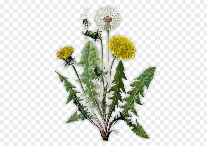 Plant The Dandelion Coffee Common Drawing Herb PNG
