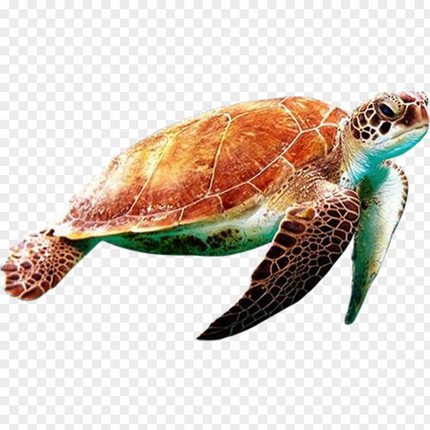 Reptile Tortoise Sea Turtle Hawksbill Olive Ridley Loggerhead PNG