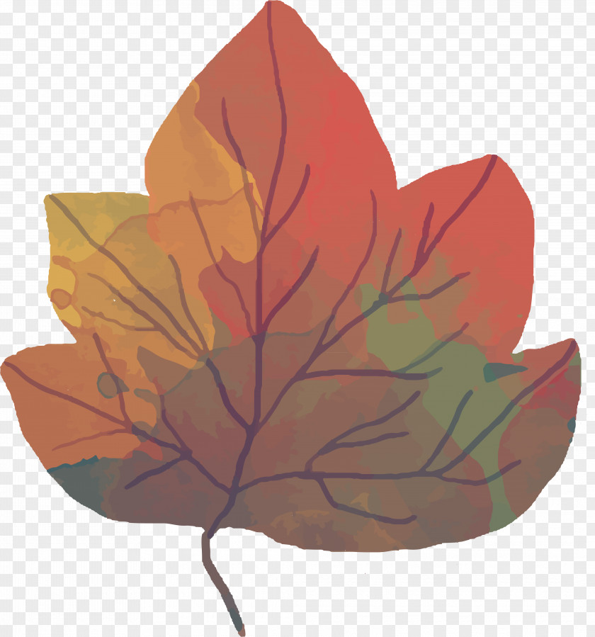 Autumn Maple Leaf Design PNG