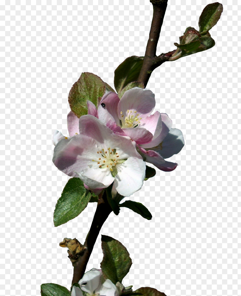 BLOSSOM Flower Pixel Density Apple PNG