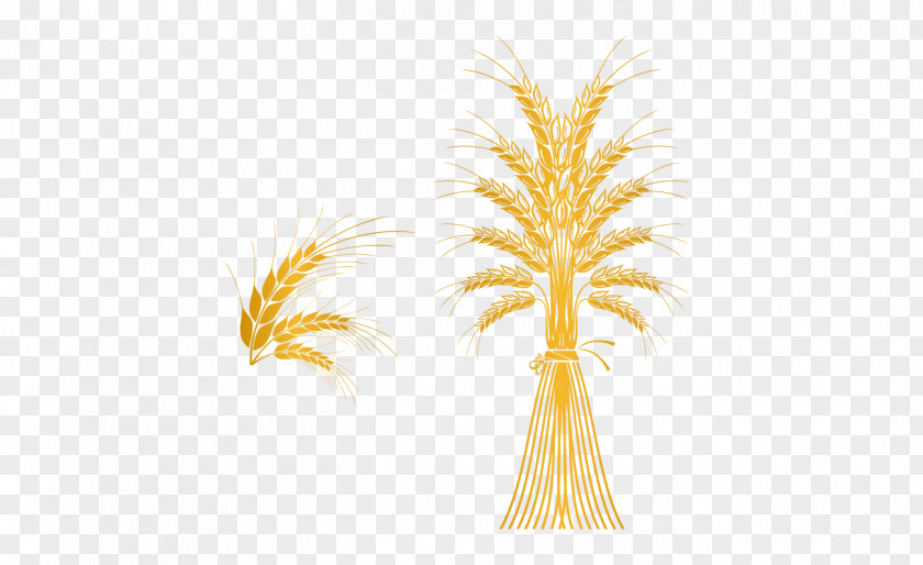Golden Wheat Vector Gold Computer File PNG