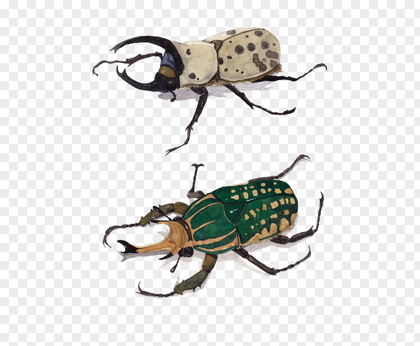 Hand-painted Beetles Beetle Euclidean Vector PNG