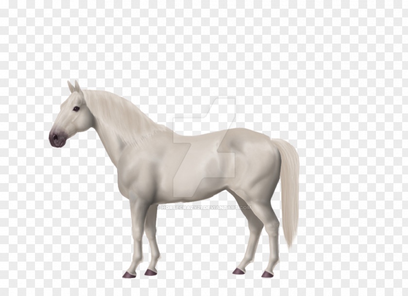 Horse American Paint Warmblood Cream Draft Akhal-Teke Pony PNG