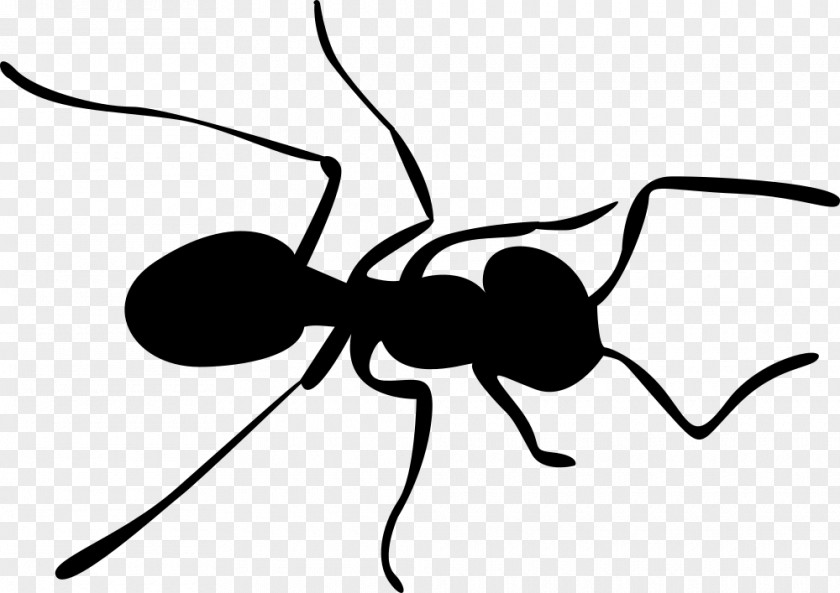 Insect Ant Silhouette Clip Art PNG