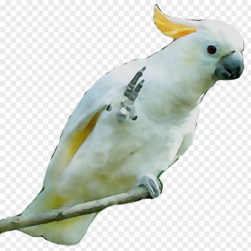 Cockatiel Lovebird Sulphur-crested Cockatoo Parakeet Pet PNG