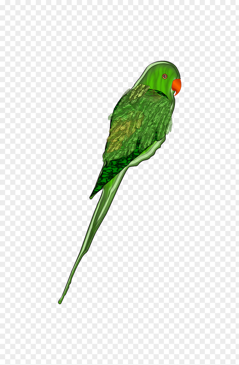 Green Parrot Parrots Of New Guinea Bird Clip Art PNG