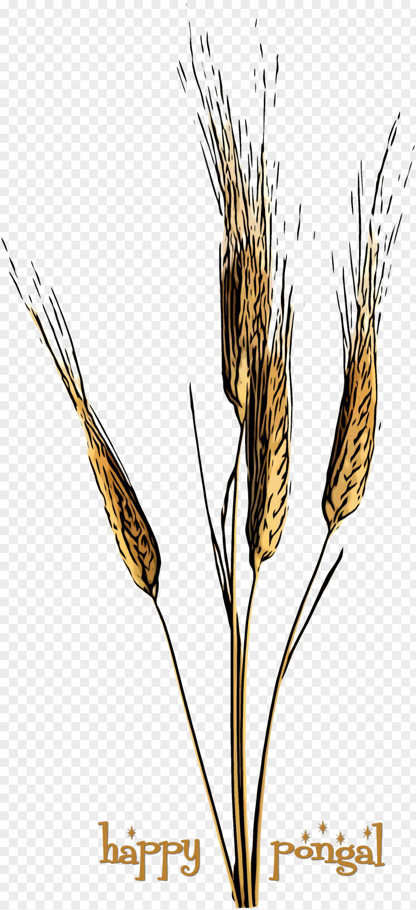 Poales Triticale Wheat PNG