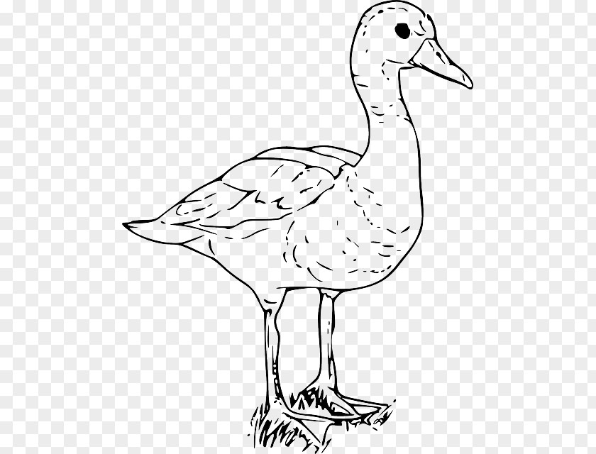 Black And White Funny Cartoon Pictures Of Ducks Duck American Pekin Goose Clip Art PNG