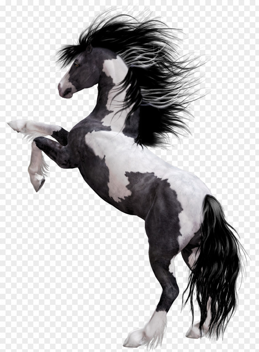 Horse Arabian Appaloosa Mustang American Paint Stallion PNG