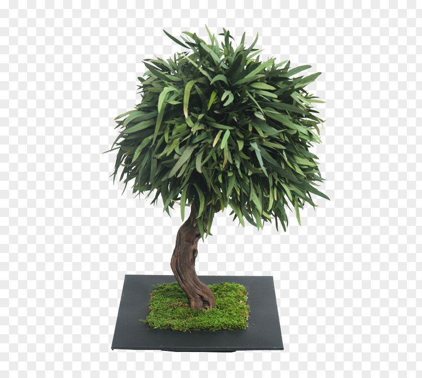 Olive Bonsai Raintree Podocarpus Macrophyllus PNG