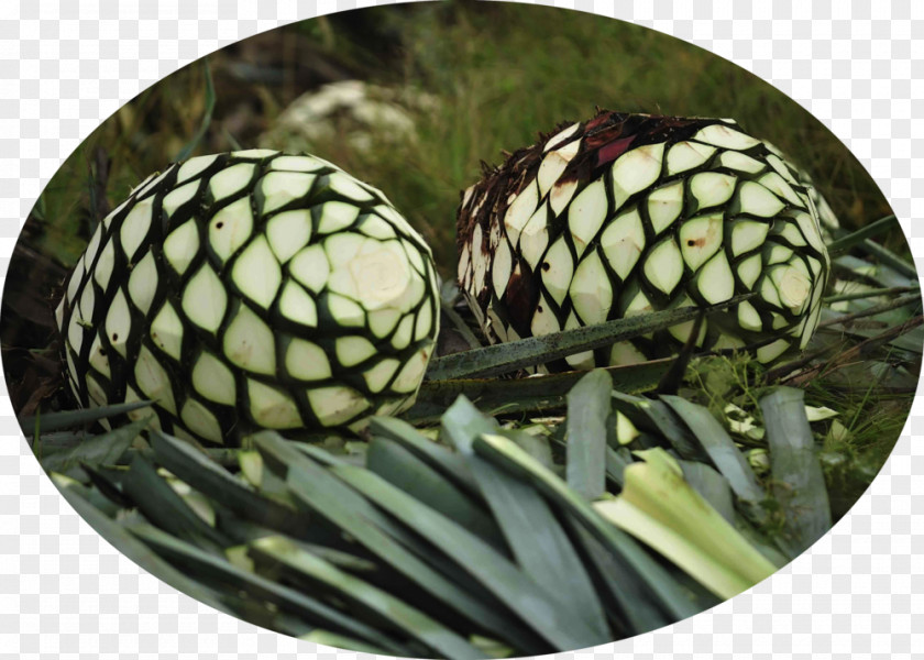 Pineapple Agave Tequilana Nectar Queen Victoria PNG