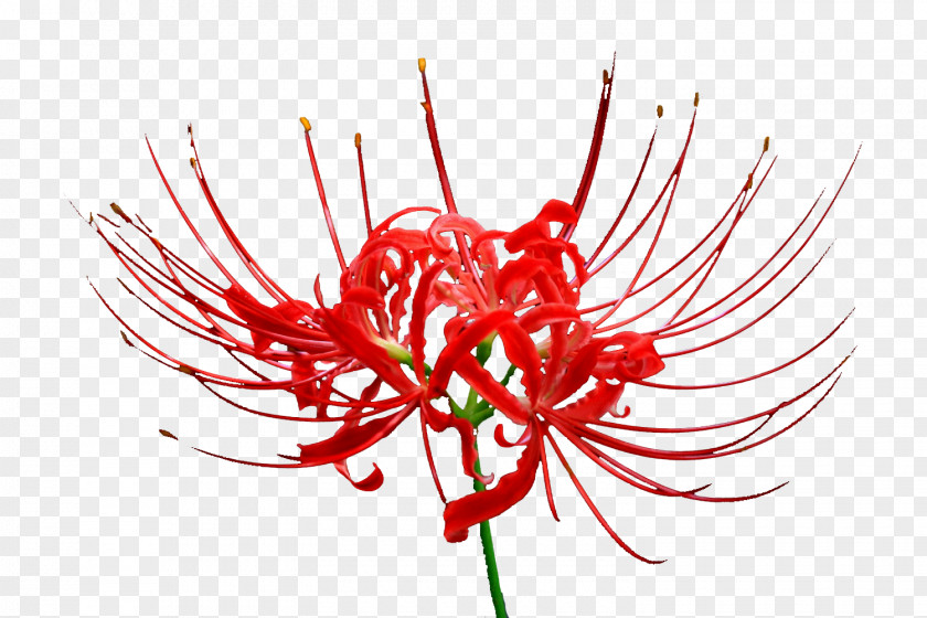 Red Lilies PNG