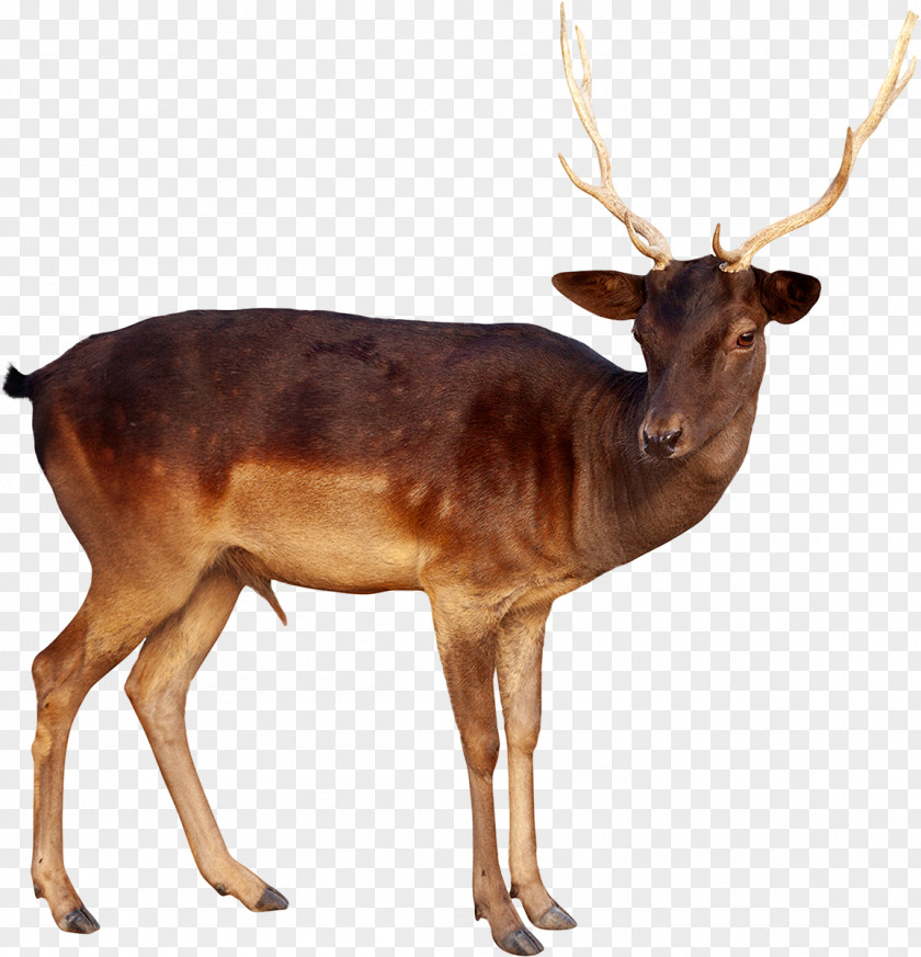 Reindeer White-tailed Deer Elk Moose PNG