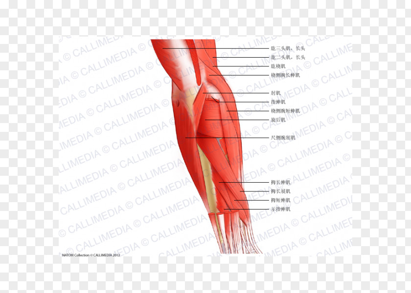 Arm Thumb Elbow Muscle Posterior Compartment Of The Forearm PNG