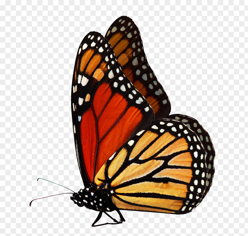 Butterfly Monarch Stock Photography PNG