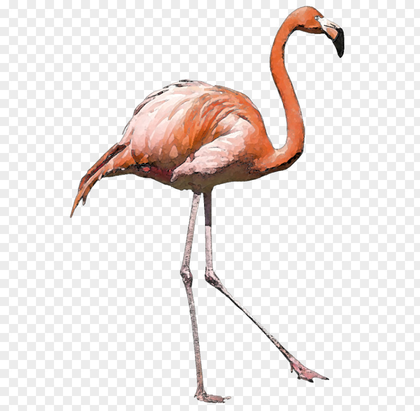 Flamingo American Bird Greater PNG