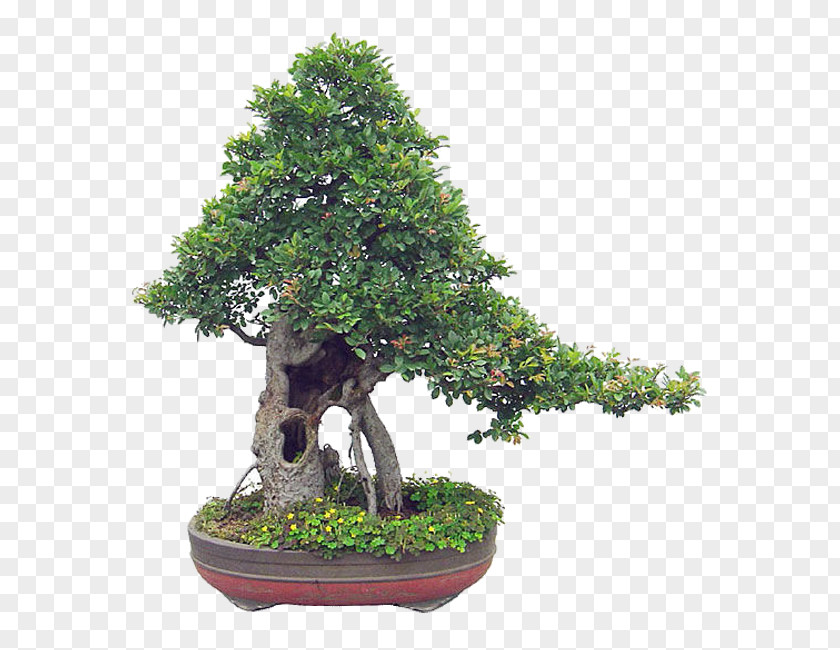 Nt Chinese Sweet Plum Flowerpot Tree Sageretia PNG