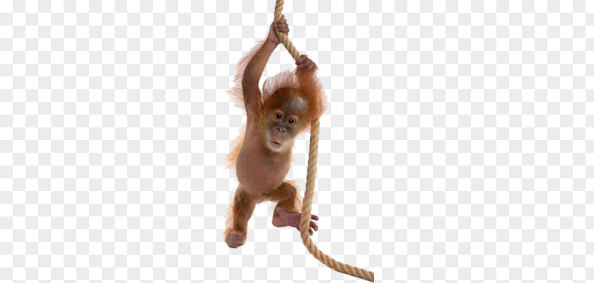 Orangutan PNG clipart PNG