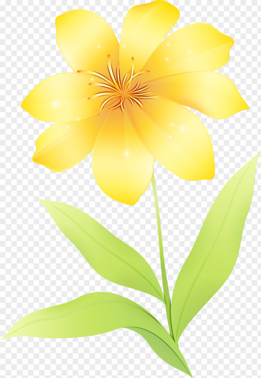 Petal Wildflower Yellow Flowering Plant Plants PNG