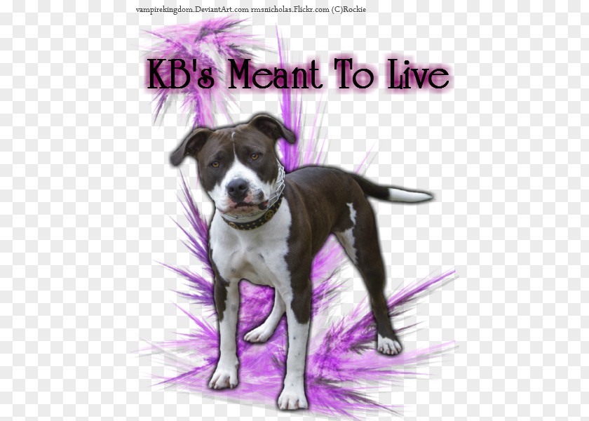 Pit Bull Dog Breed American Terrier Staffordshire PNG