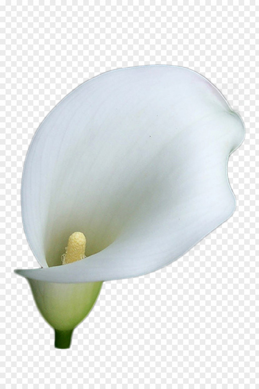 Flor Arum-lily Flower Lilium Clip Art PNG