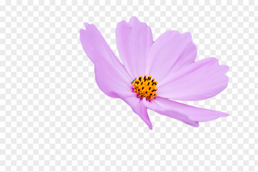 Garden Cosmos Aster Petal Lilac M Magenta PNG