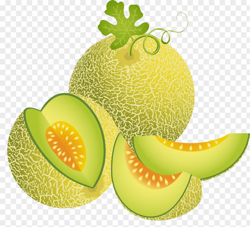 Green Melon Cantaloupe Illustration PNG