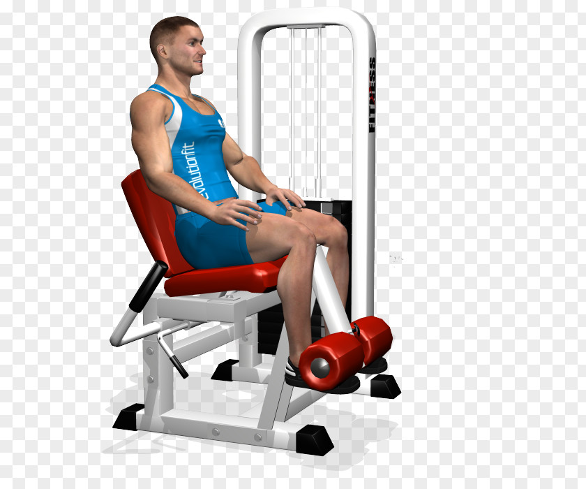 Leg Extension Quadriceps Femoris Muscle Curl Exercise Human PNG extension femoris muscle curl leg, gym equipment clipart PNG