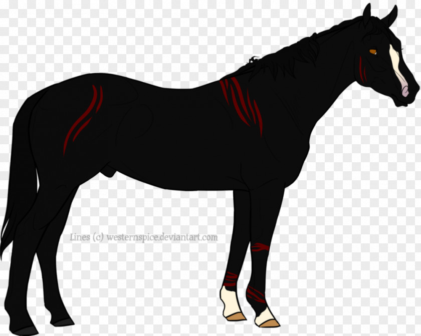 Mustang Foal Stallion Pony Mare PNG