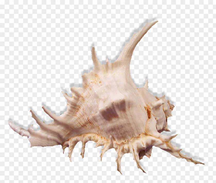 Seashell Conchology Sea Snail PNG