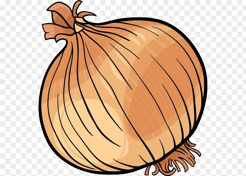 Cartoon Onion Material Vegetable Black And White Clip Art PNG