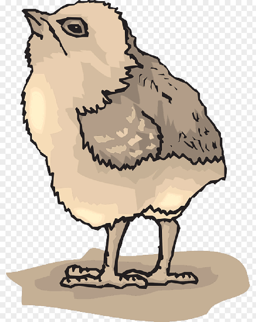 Farmer Chicken Bird Image Vector Graphics PNG