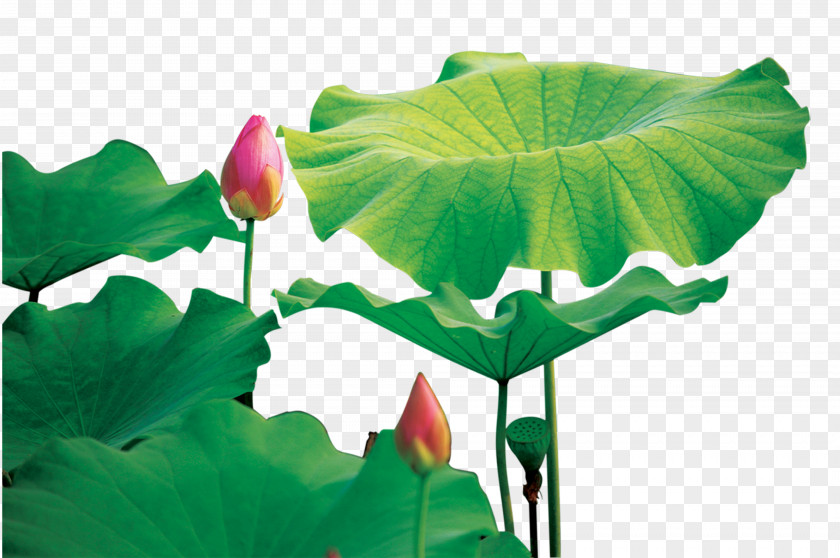 Lotus Fujian Wall Decal Sticker Mobile Phone PNG