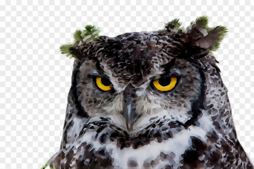 Night Owl Lark At Home Image PNG