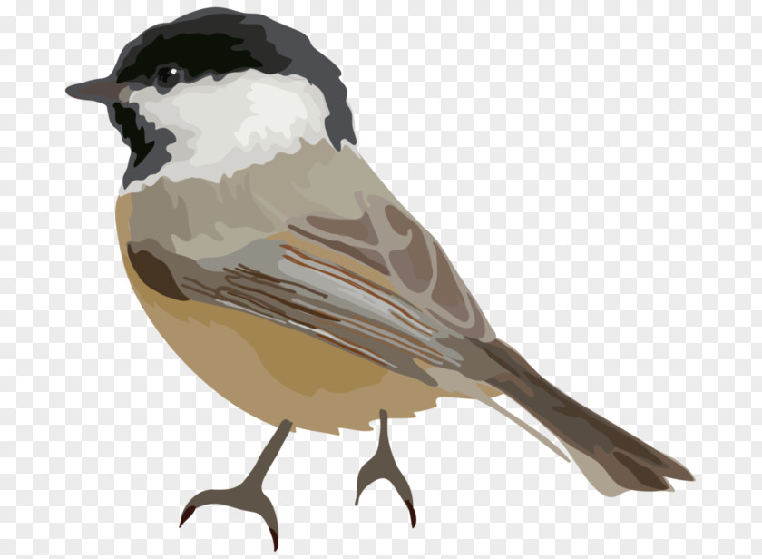 Bird Cartoon Clip Art PNG