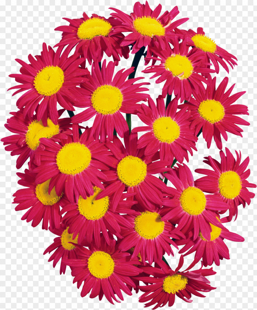 Camomile Cut Flowers Floral Design Floristry Petal PNG