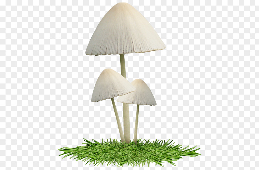 Mushroom Lighting PNG