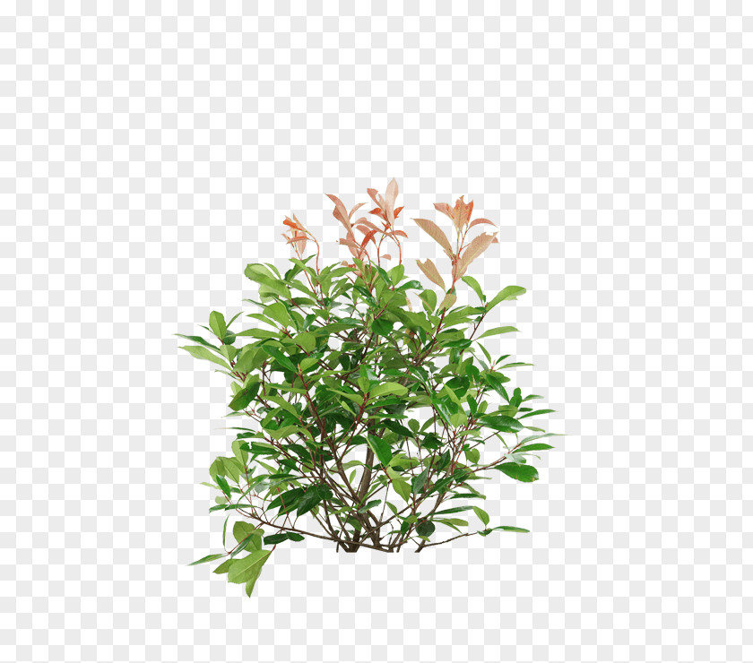 Photinia Map Shrub Plants Plant Stem Kochtopf Flowerpot PNG