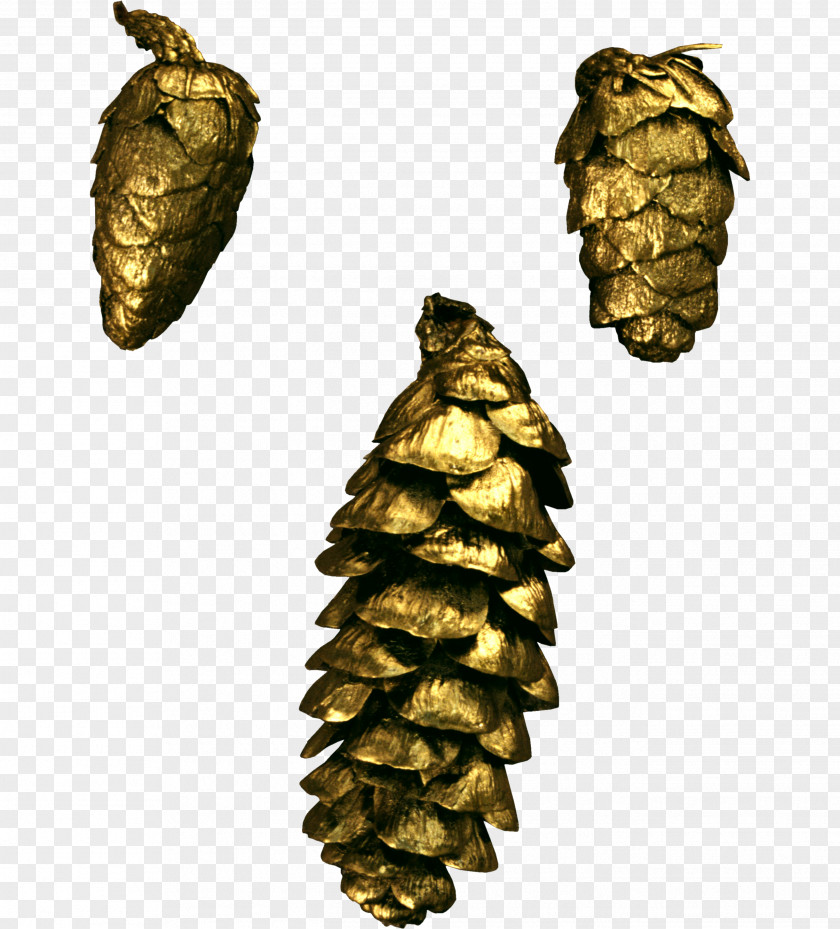 Pine Cone Material Conifer PNG