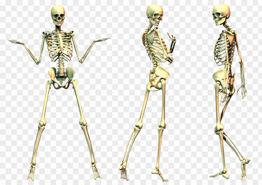 Skeleton Human Clip Art PNG