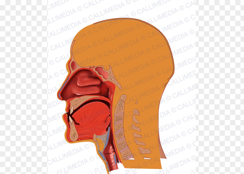 Acromegaly Respiratory System Anatomy Illustration Anatomique Circulatory PNG