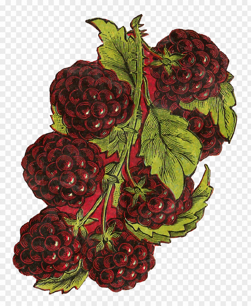 Fruits Element Loganberry BlackBerry KEYone Priv Classic PNG