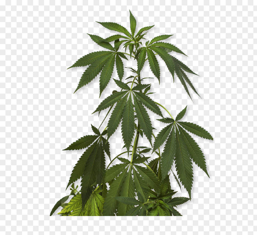 Pot Plant Cannabis Sativa Marijuana Medical Hemp PNG