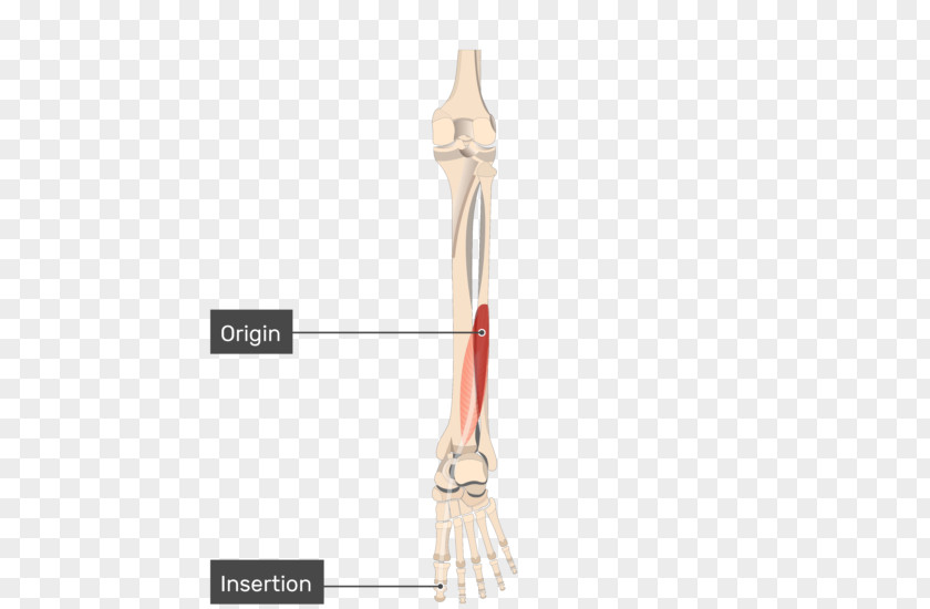 Tibialis Posterior Muscle Anterior Origin And Insertion Flexor Hallucis Longus PNG