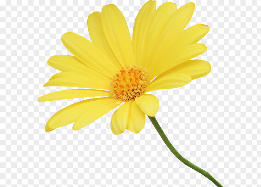 Yellow Chrysanthemum Euclidean Vector PNG