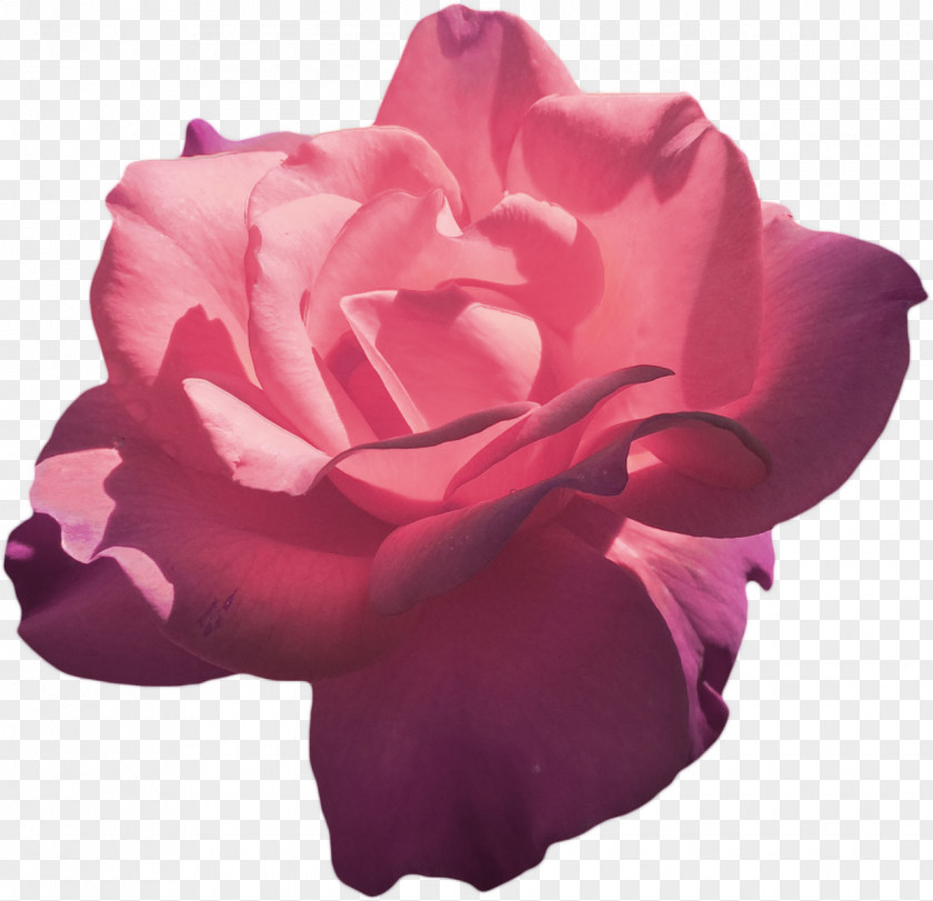 Aesthetics Garden Roses Pink Flower Hybrid Tea Rose PNG
