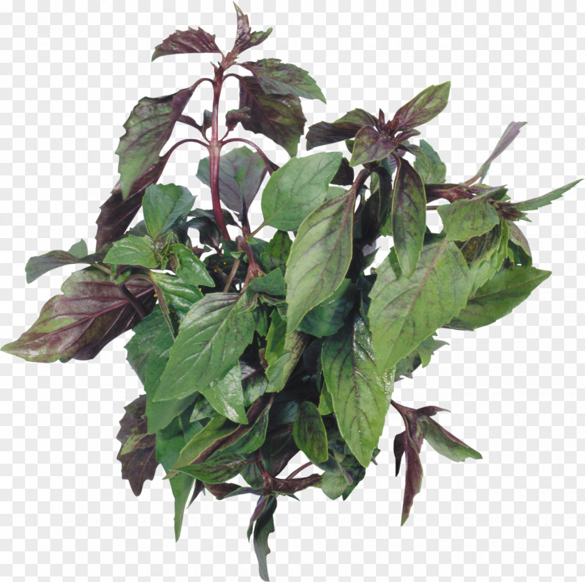 Basil Herb Beefsteakplant Peppermint Spice PNG